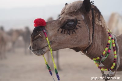 Pushkar Camel Fair