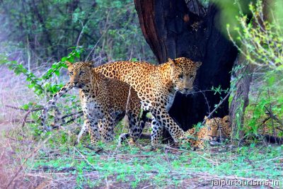 Jhalana Leopard Safari Park