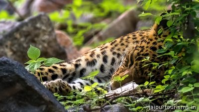 Jhalana Leopard Safari Park