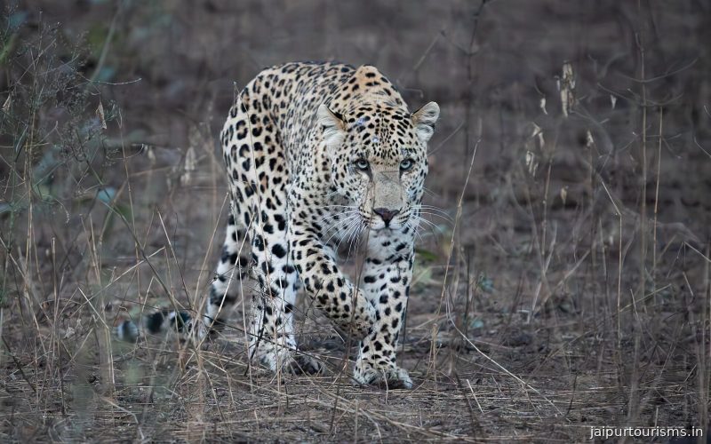 Jhalana Leopard Safari Park