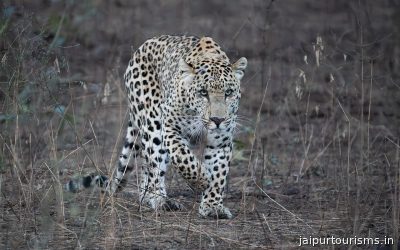 Jhalana Leopard Safari Park