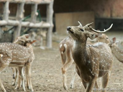 Jaipur Zoo