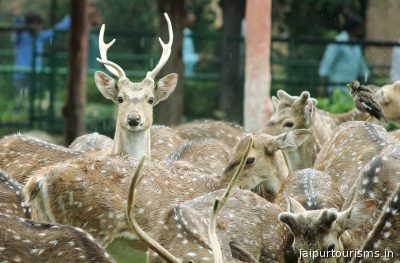 Jaipur Zoo