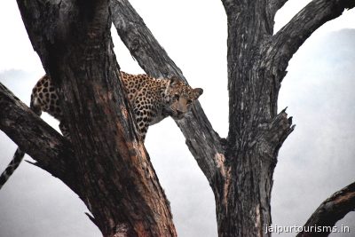 Jhalana Leopard Safari Park