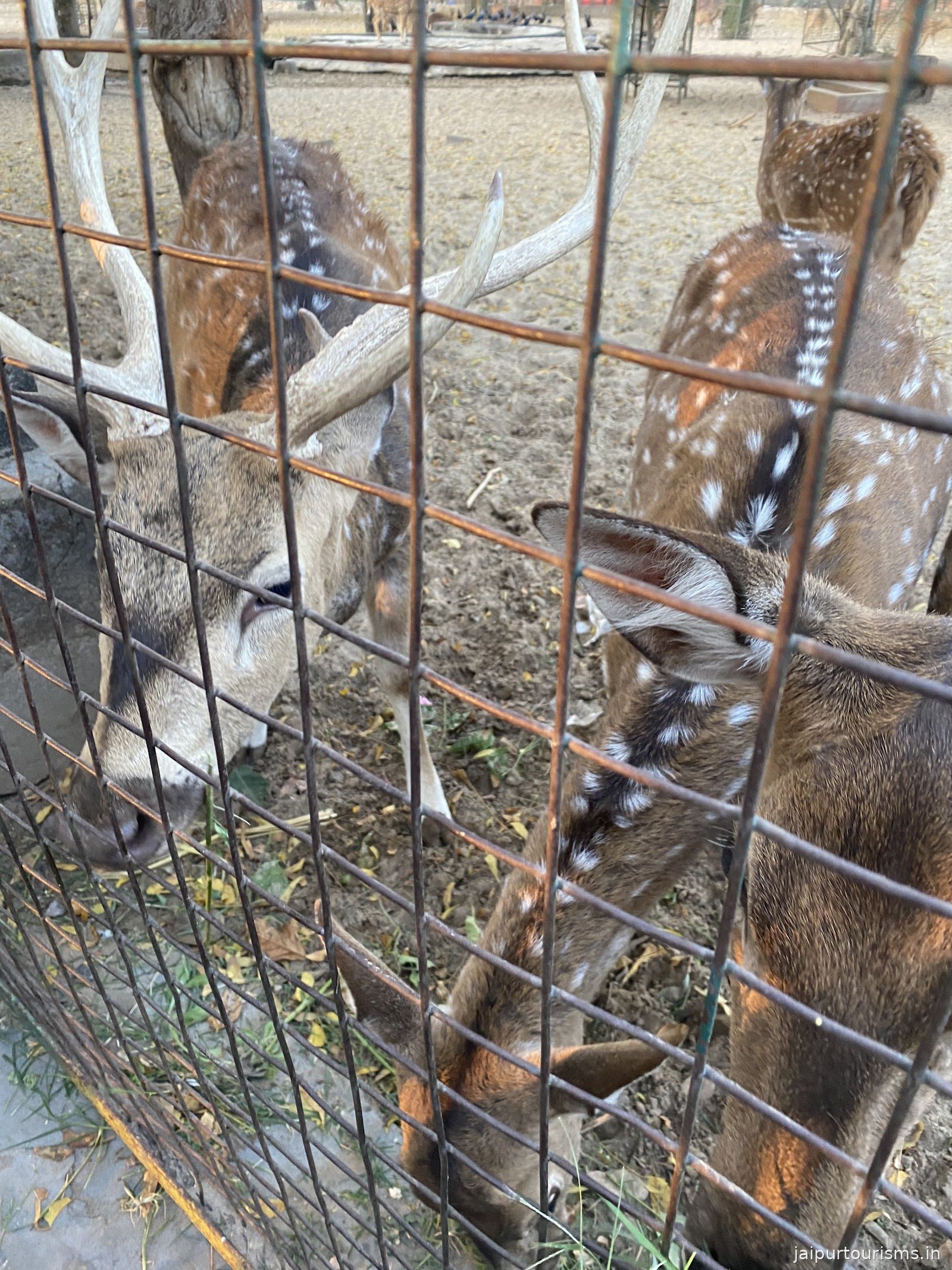 Deer Park